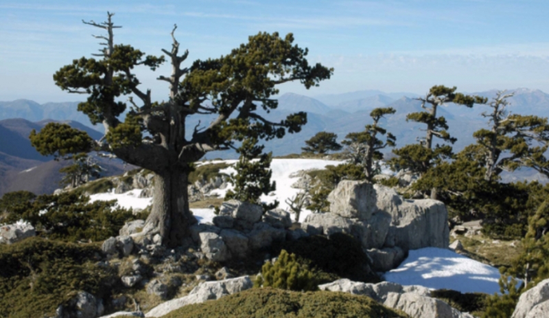 Il pino loricato sui monti del Pollino