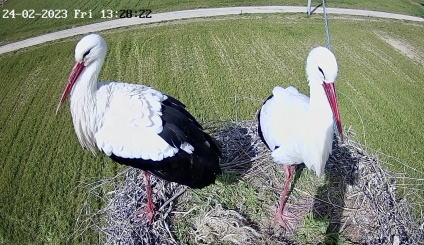 Riattivata la webcam della Lipu sul nido di Cicogna bianca in Calabria. Lo scorso anno, con oltre 180 mila visualizzazioni in sei mesi, ha regalato emozioni uniche.
