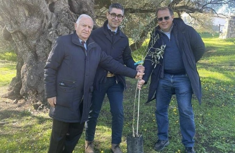 Giornata mondiale dell’olivo, il Consorzio Olio di Calabria IGP regala ulivo cultivar a Villacidro (Ca)