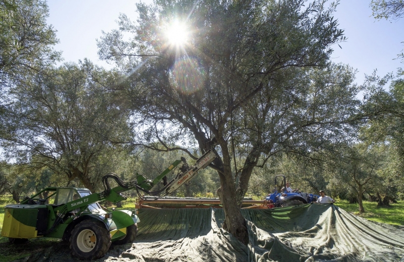 Consorzio di tutela  e valorizzazione Olio di Calabria IGP: avviato il periodo della raccolta e della molitura delle olive